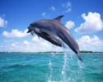 海洋精靈:海豚