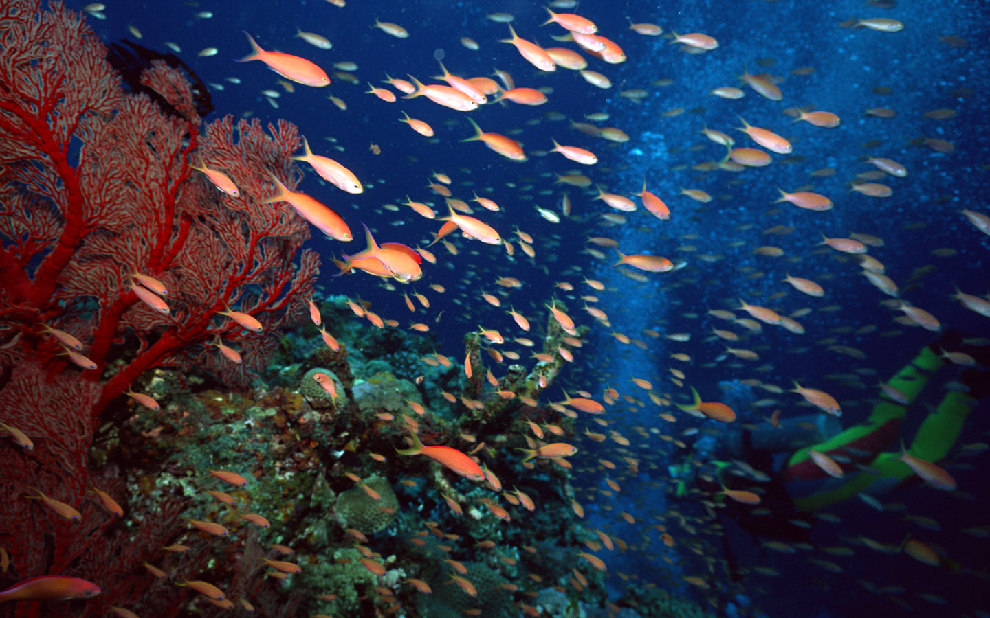 热带鱼 海底世界壁纸大全 高清桌面壁纸下载 -找素材网