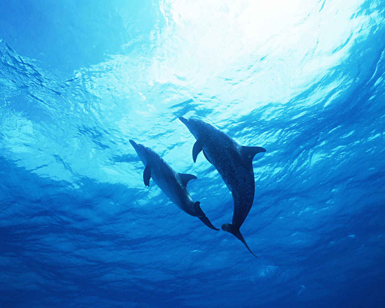 海洋精靈:海豚